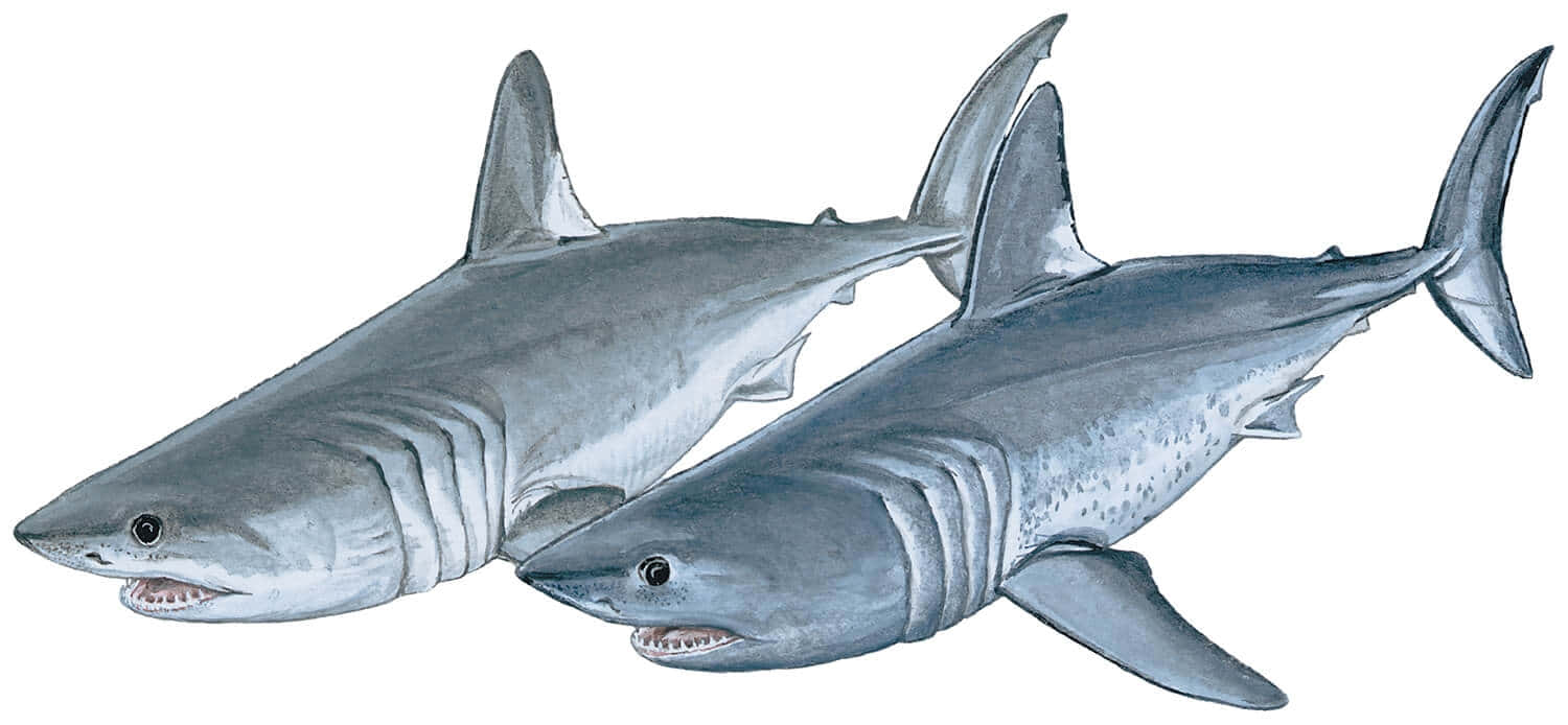 Porbeagle Sharks Illustration Wallpaper