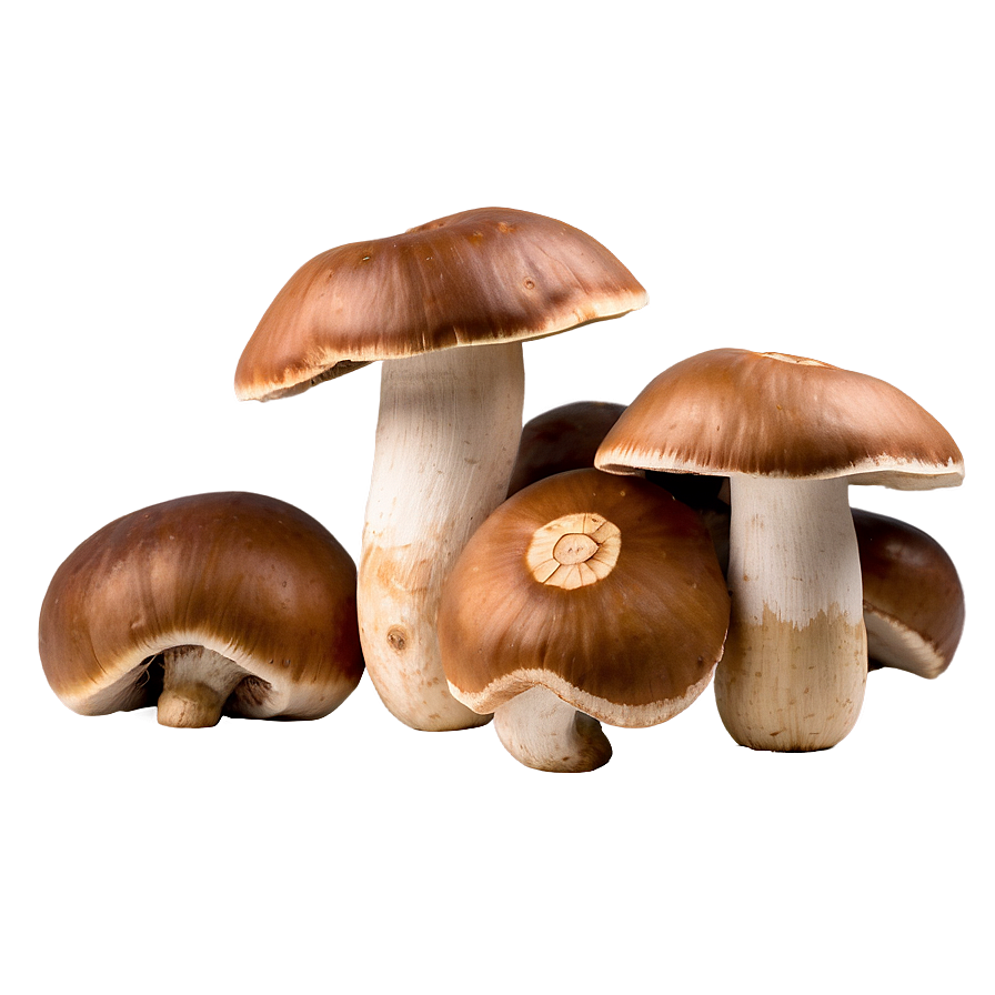 Download Porcini Mushrooms Png 05242024 | Wallpapers.com