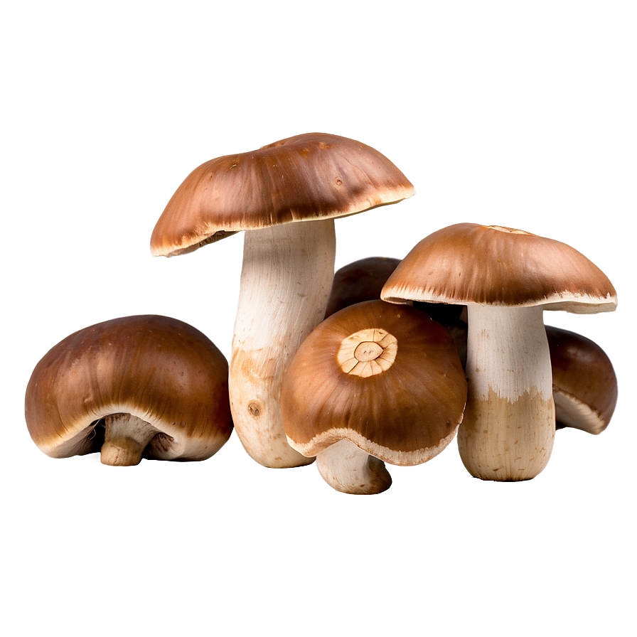 Porcini Mushrooms Png 05242024 PNG