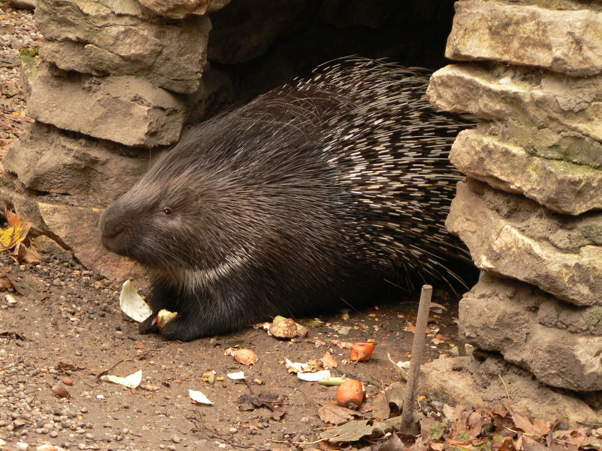 Porcupine Near Rock Den.jpg Wallpaper