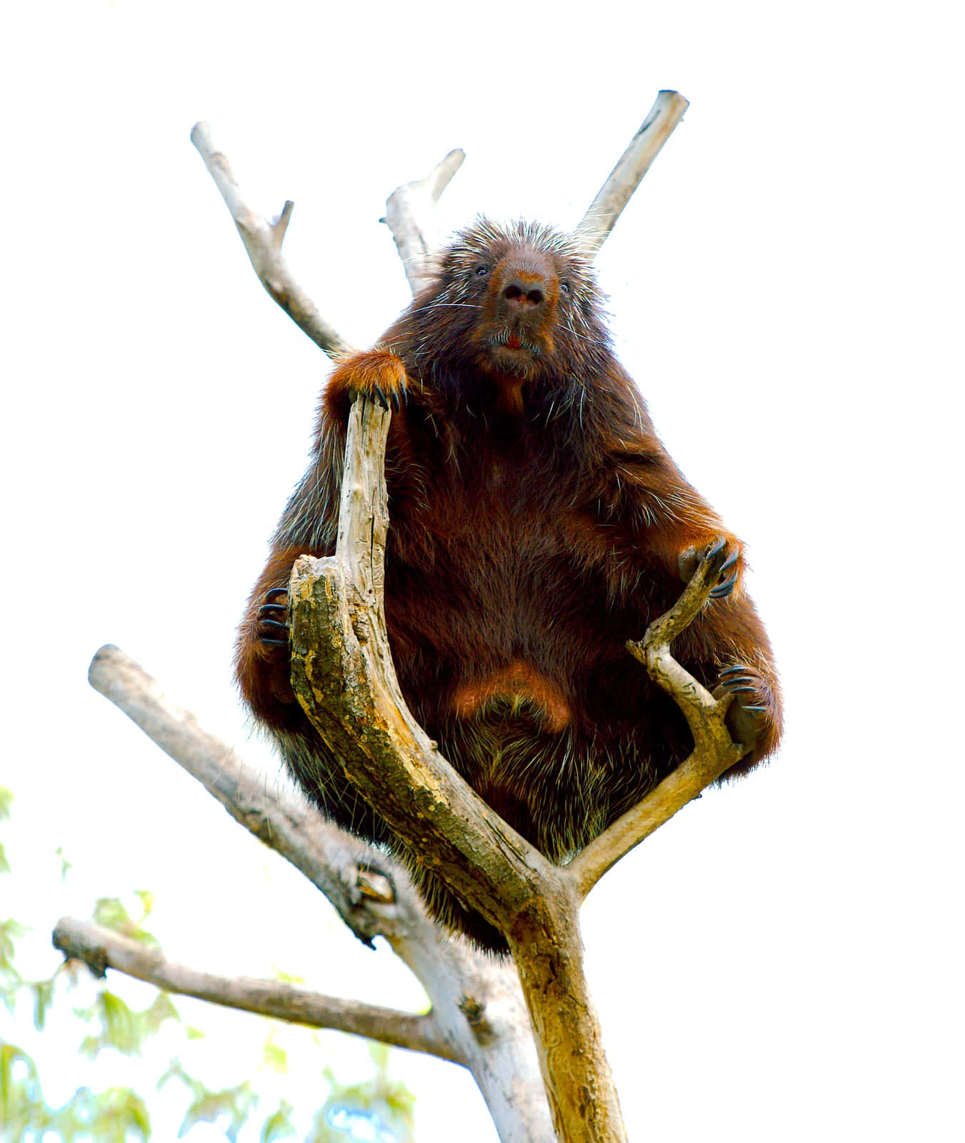 Porcupine_ Perched_ Atop_ Tree_ Branches Wallpaper