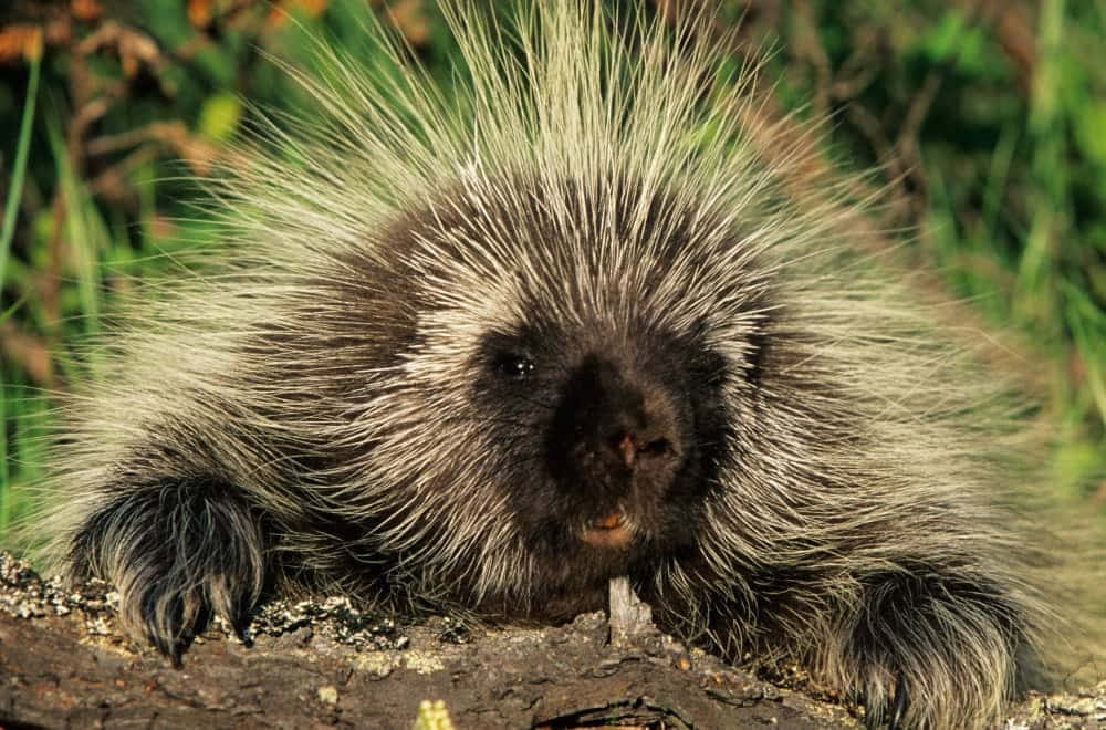Porcupine Sitting On A Log Picture