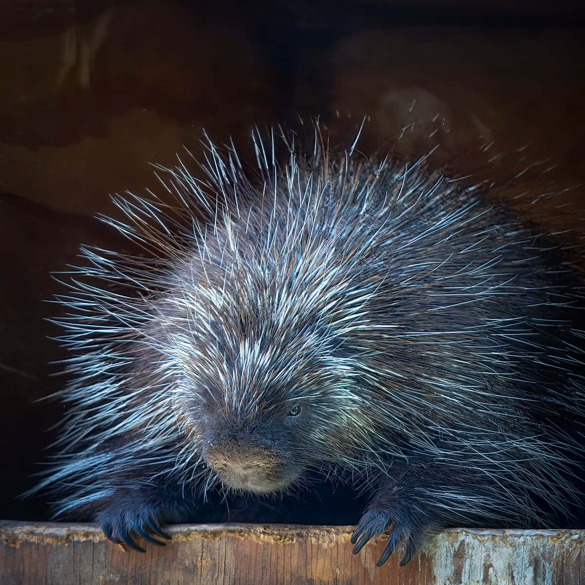 Enchanting Close-up Shot of an Adorable Porcupine