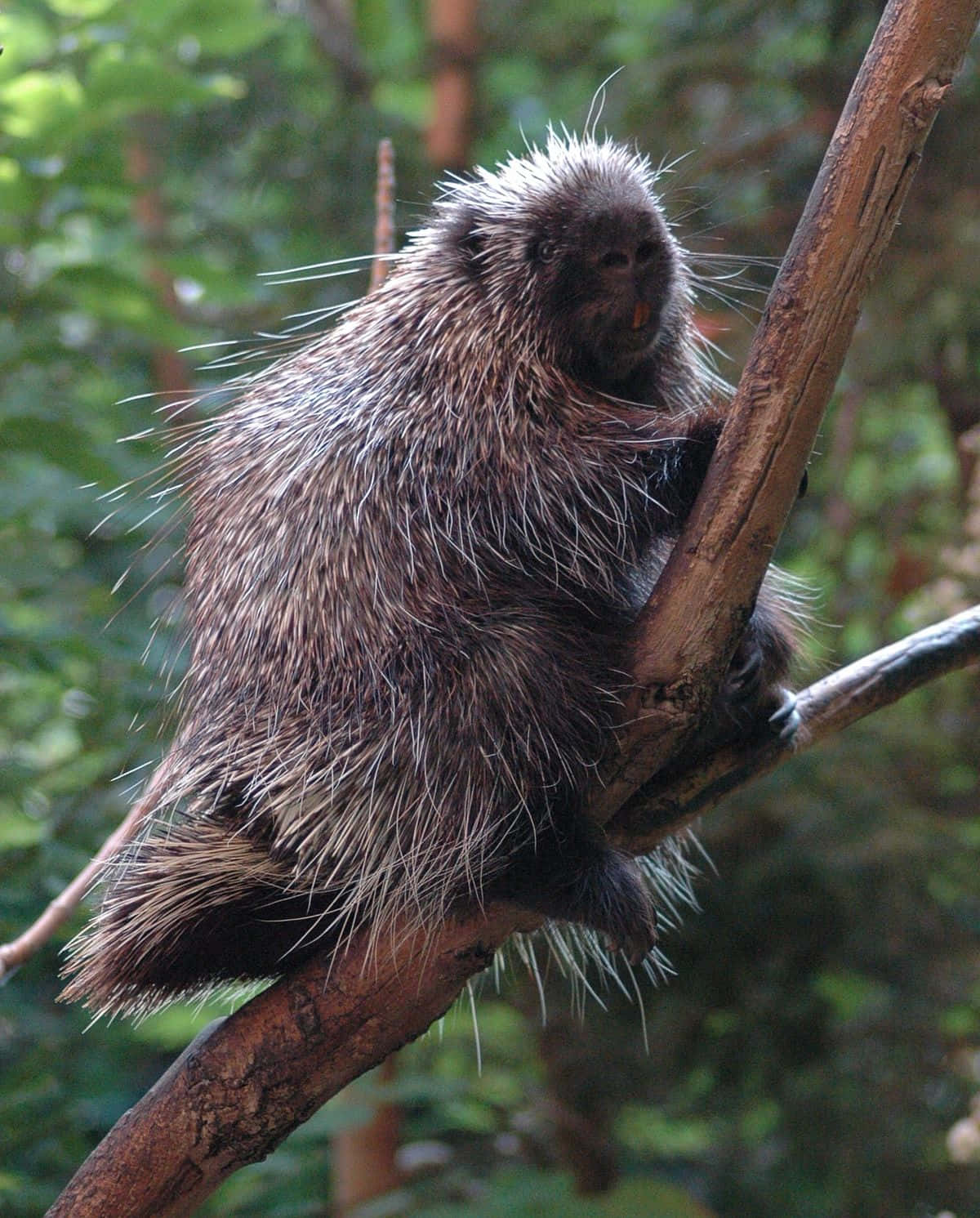 Porcupine Sitting On Branch Picture