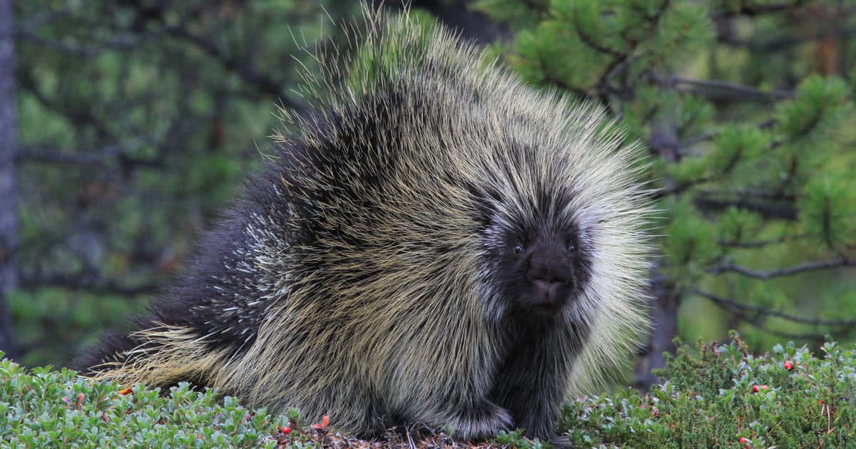 Captivating Porcupine in Natural Habitat