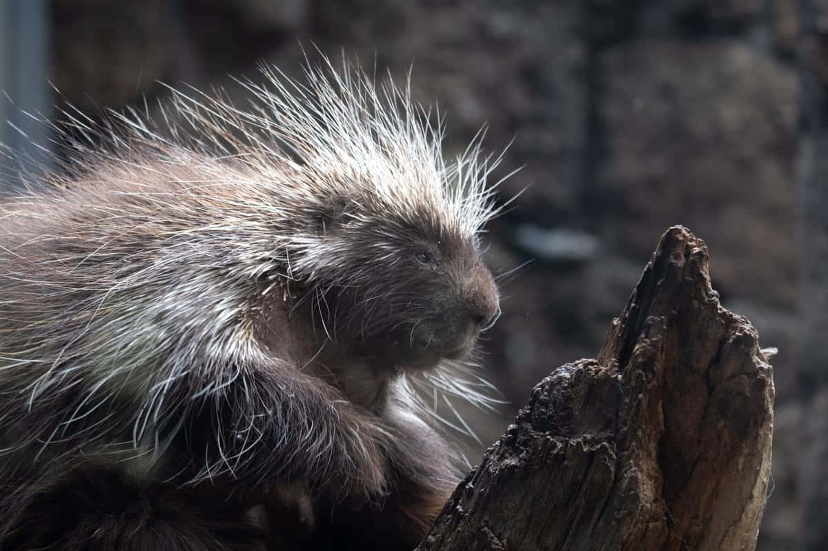Porcupine Side View Picture