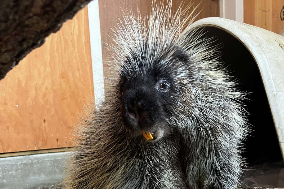 Porcupine With Teeth Showing Picture