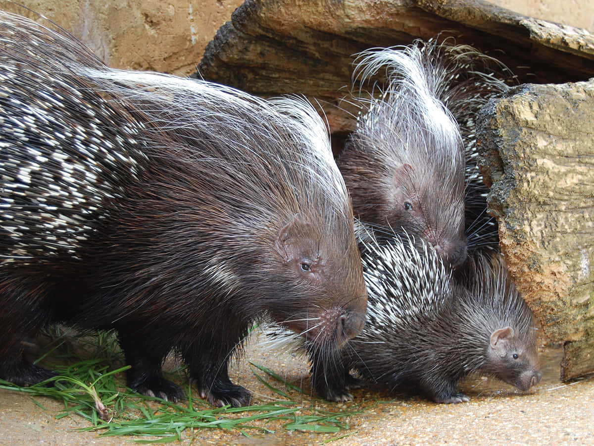 Three Porcupines Rock Picture