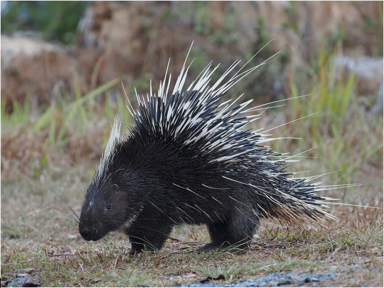Black Porcupine With White Spikes Picture