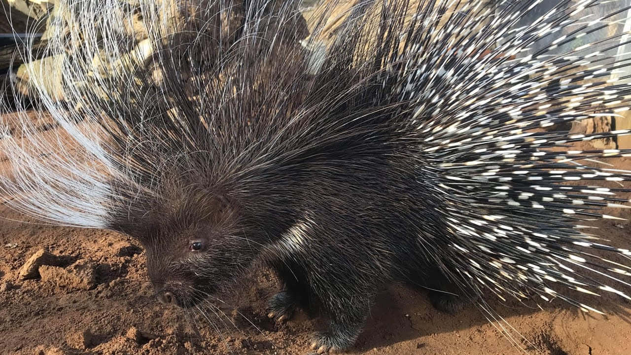 Porcupine Walking In Dirt Picture