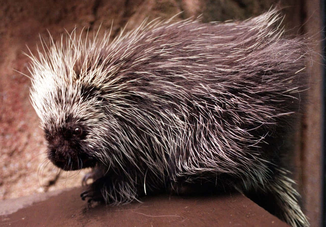 Porcupine On Rock Picture