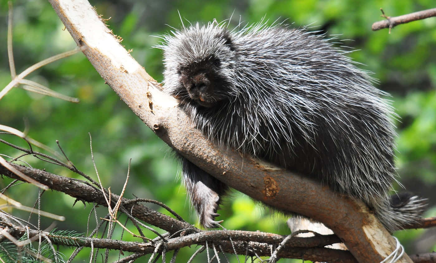 Porcupine In Forest Tree Picture