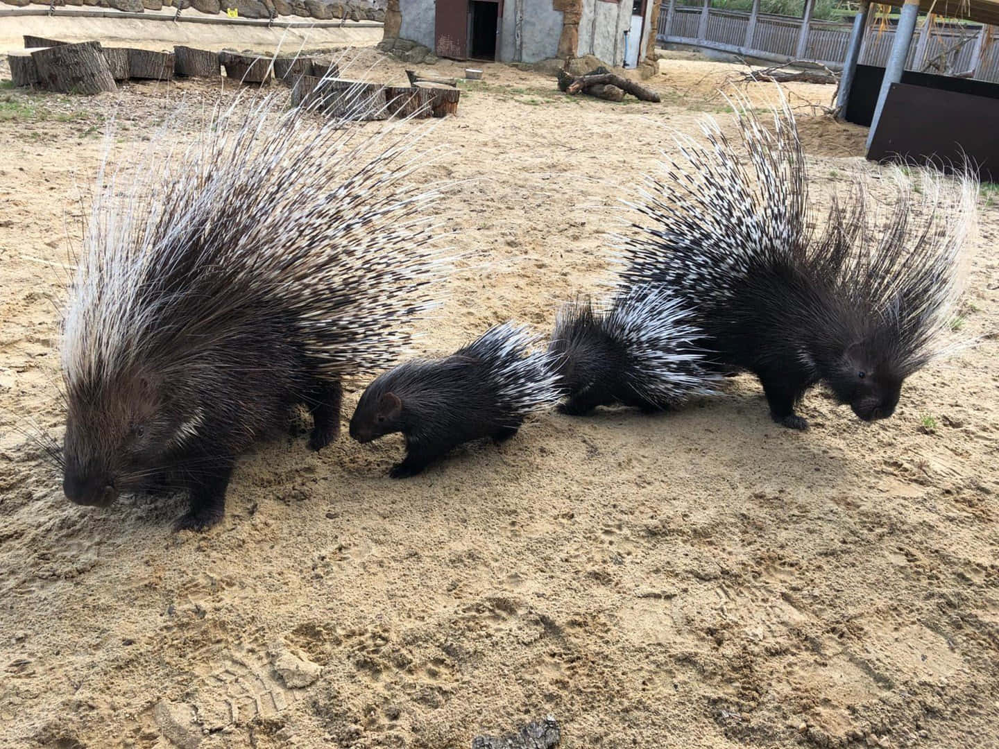 Group Of Porcupines Picture