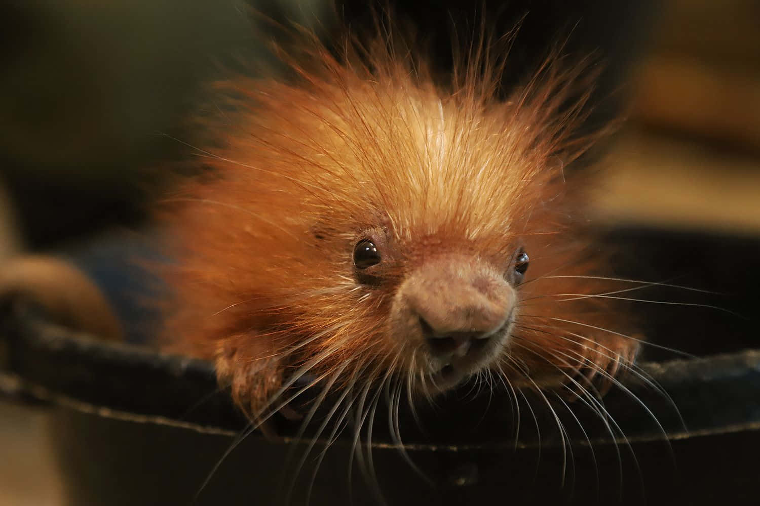 Small Brazilian Porcupine Picture