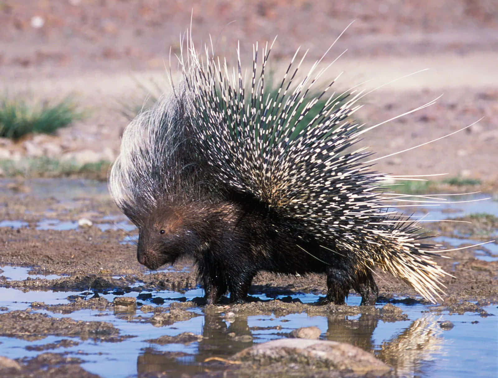 Porcupine Walking On Wet Ground Picture