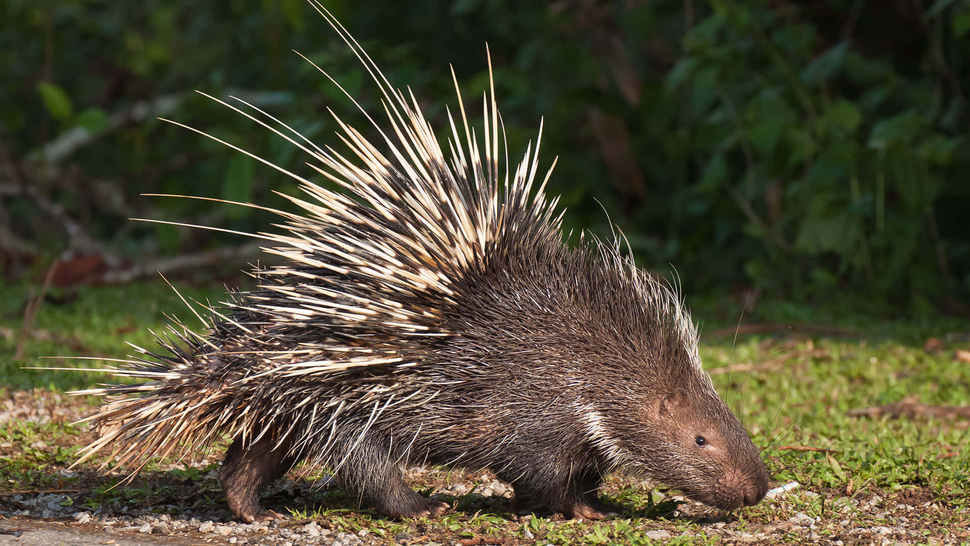 Porcupine Walking On Grassy Ground Picture