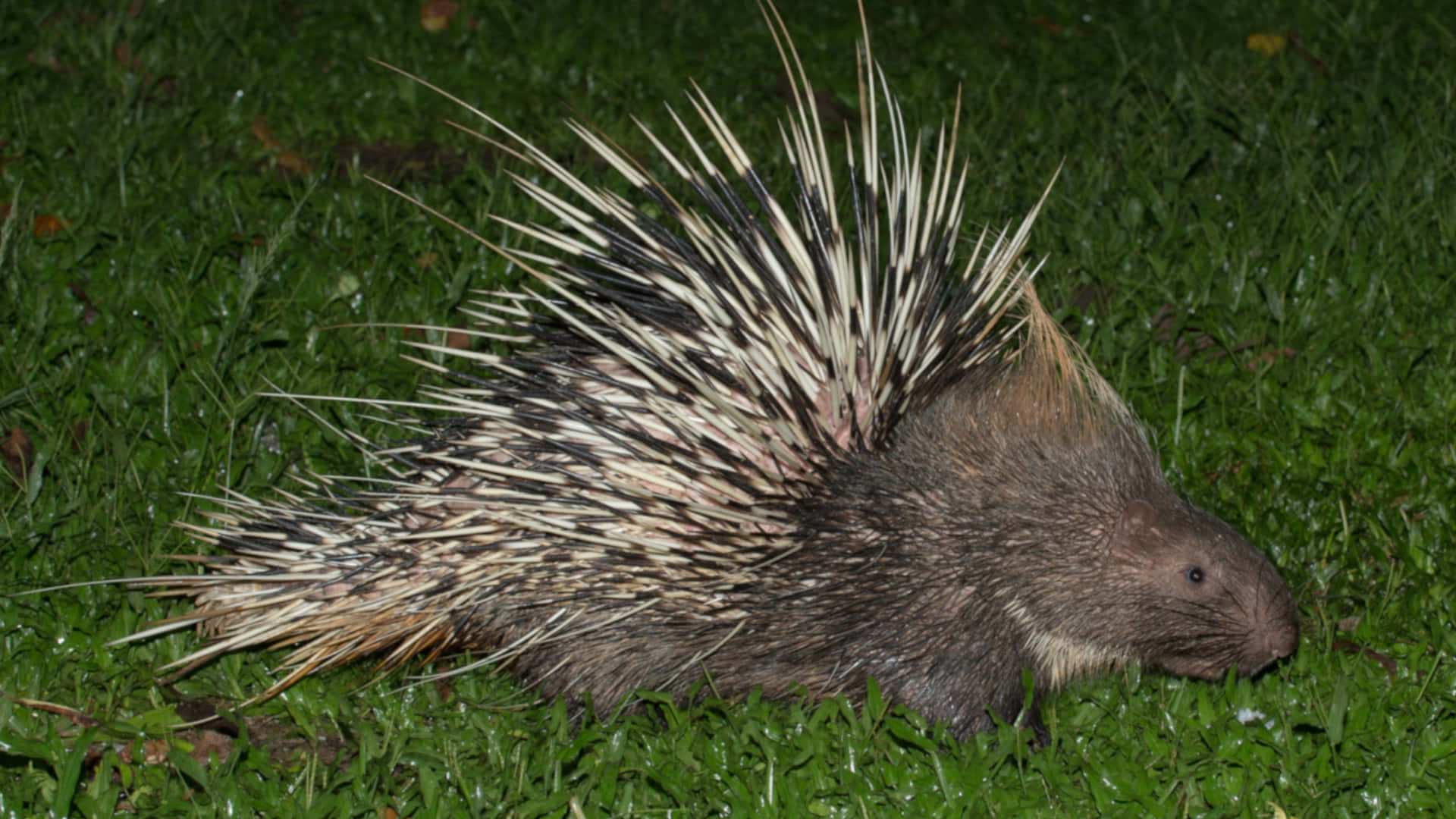 Porcupine At Night Picture