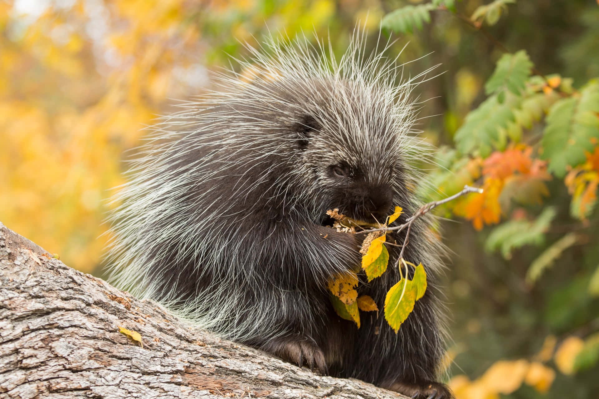 Porcupine Eating Leaves Picture