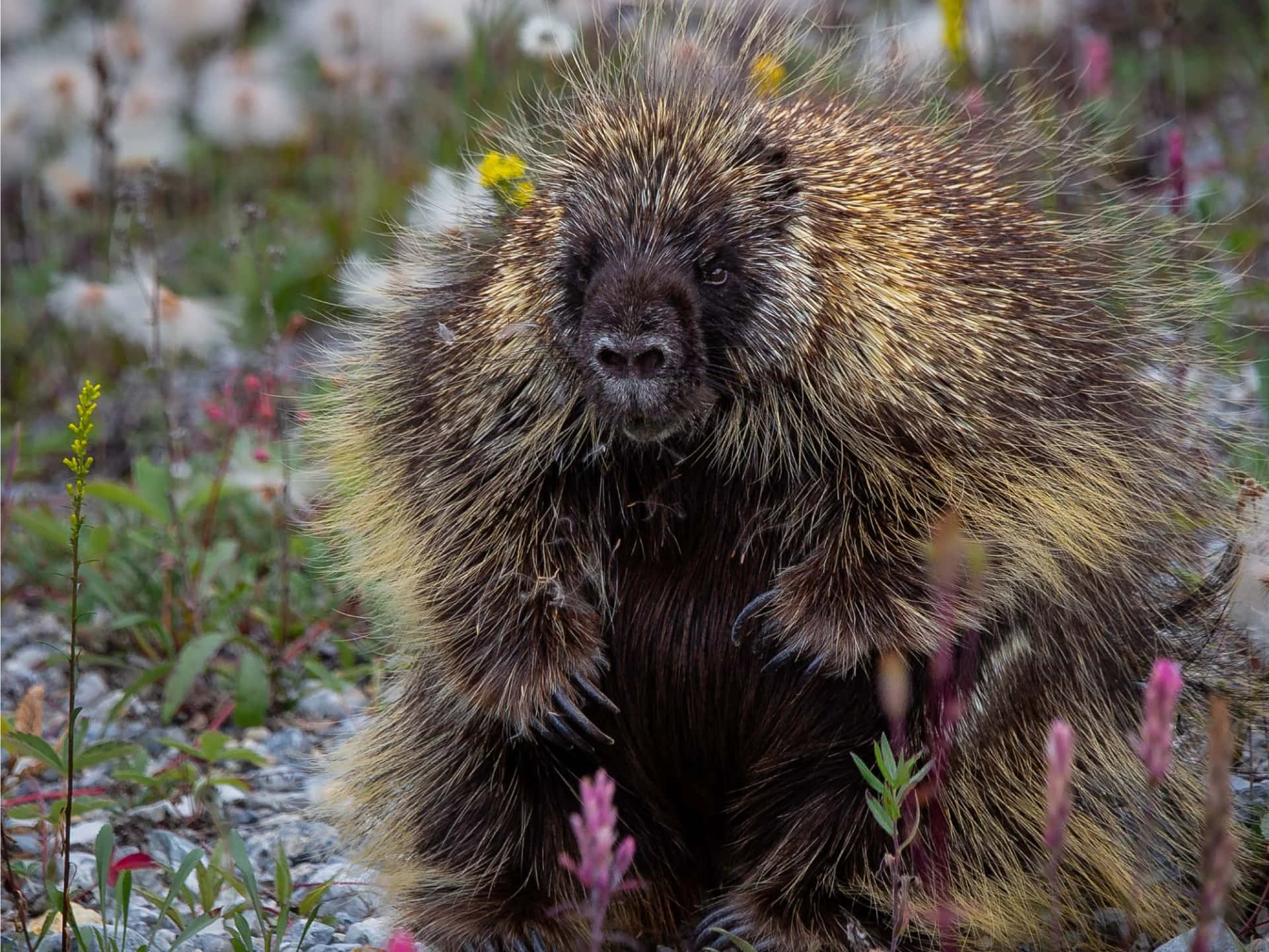 Porcupine With Flowers Around Picture