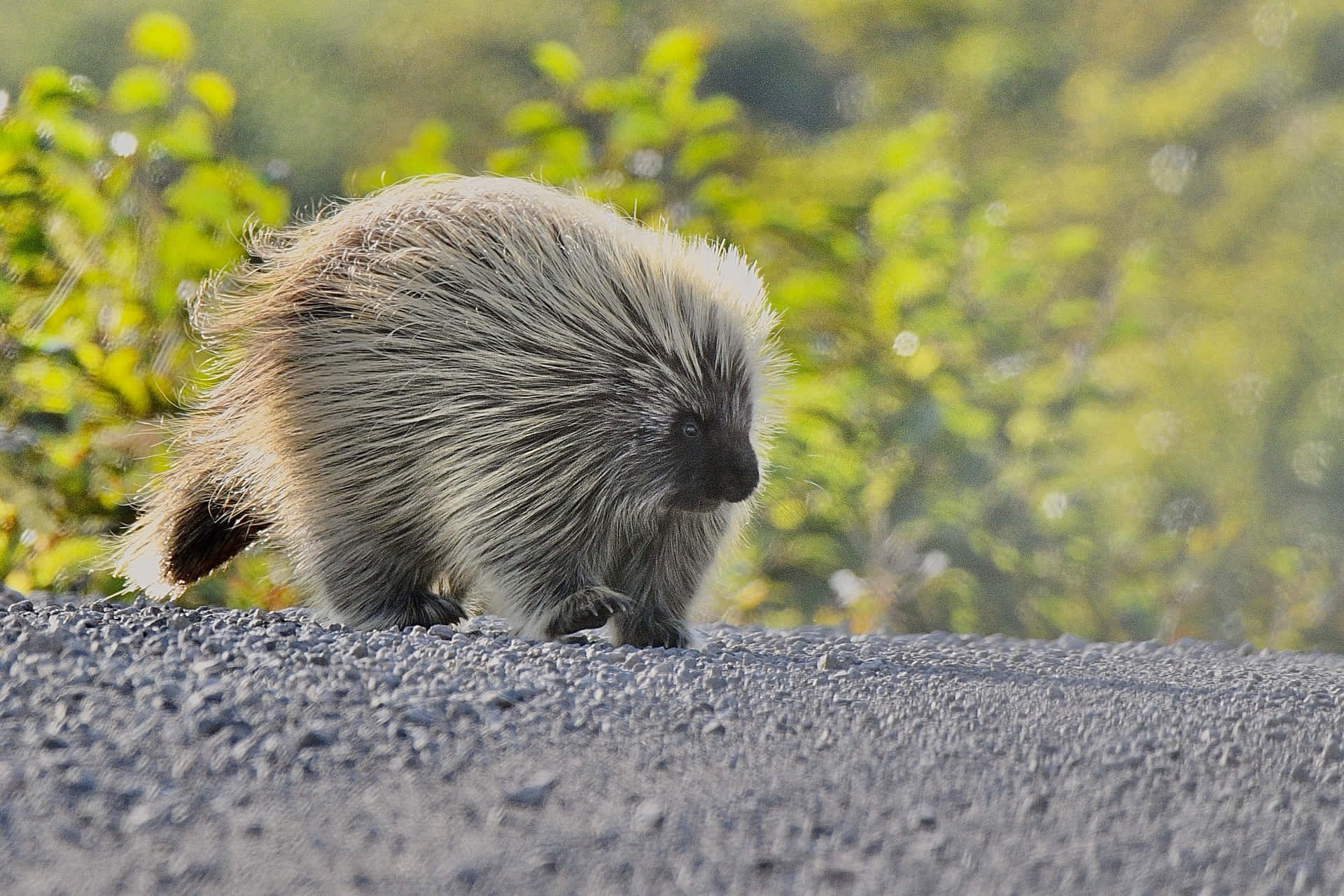Porcupine Walking On Rough Road Picture
