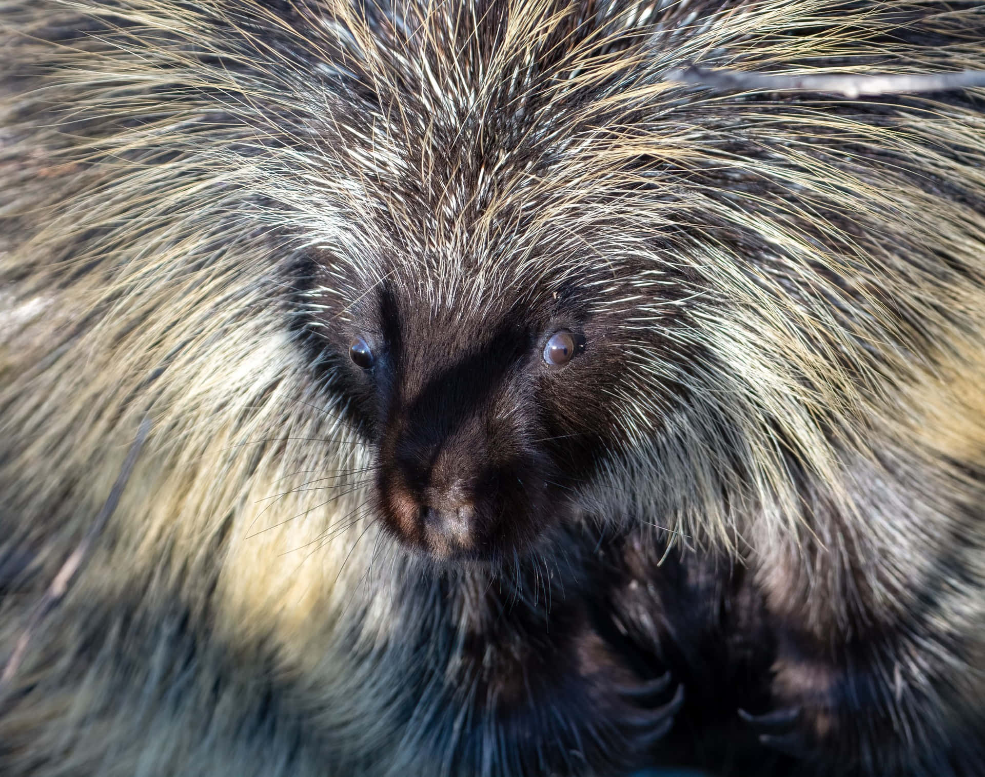 Porcupine Rodents Close-up Picture