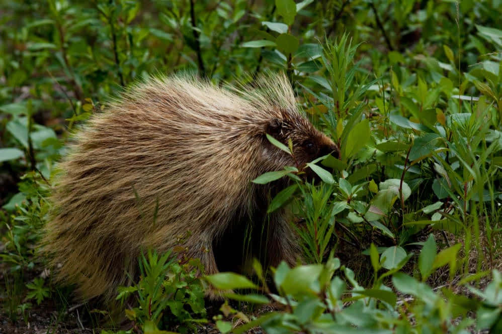 Yellow Brown Porcupine Eating Grass Picture