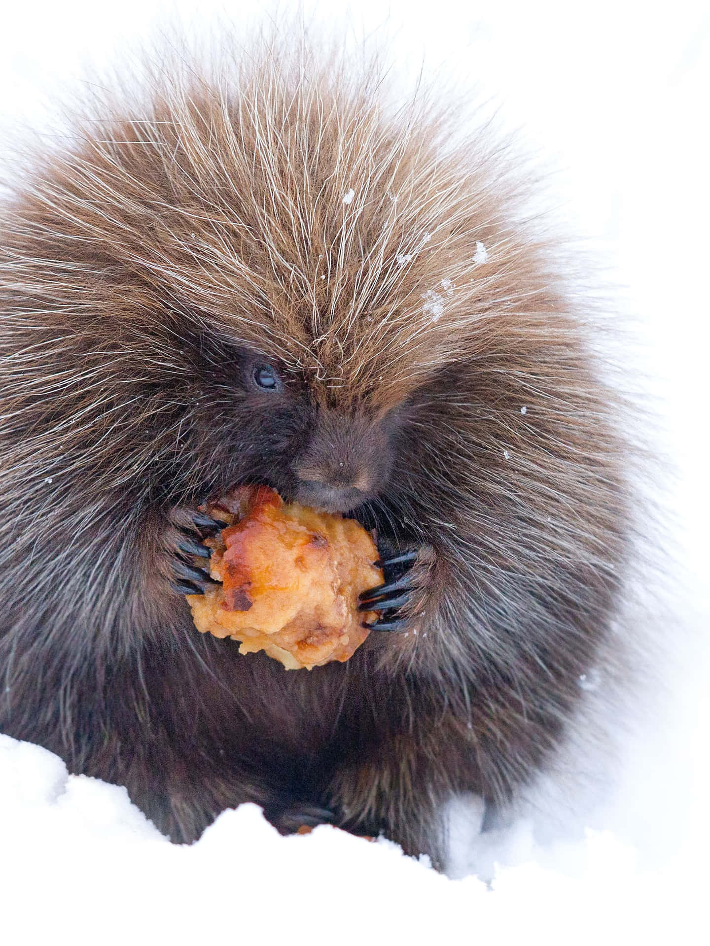 Cute Porcupine Eating Picture