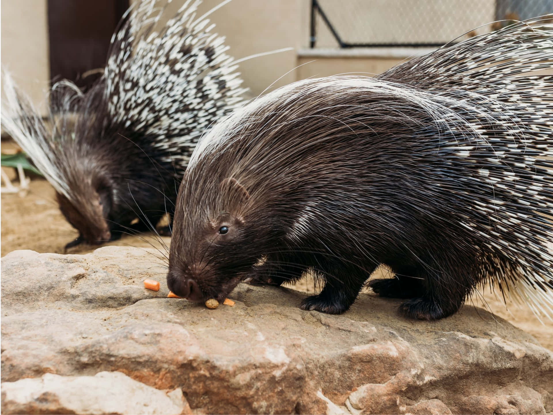 Two Eating Porcupine Rodents Picture
