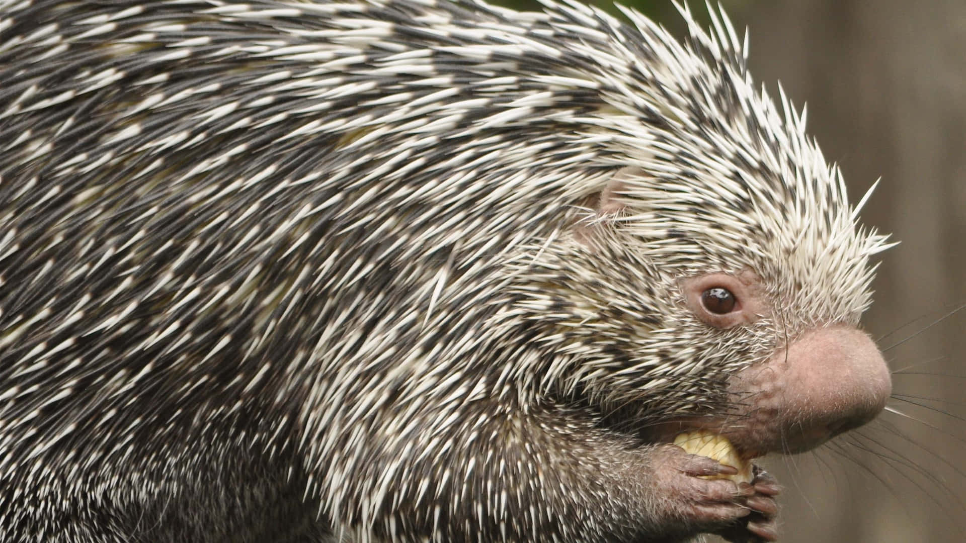 Porcupine With Piece Of Food Picture