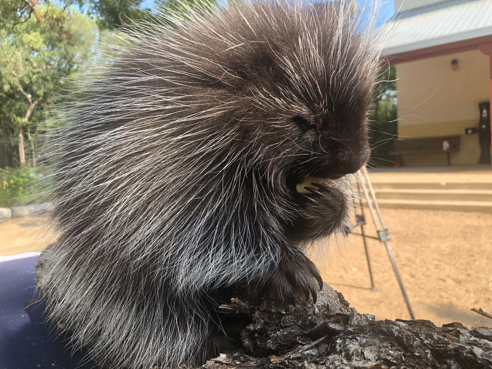 Striking Wildlife Capture: A Solo Porcupine