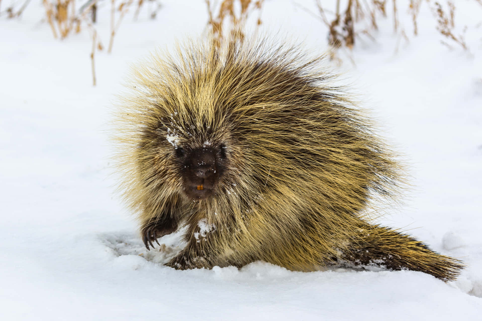 Yellow Porcupine Snowy Land Picture