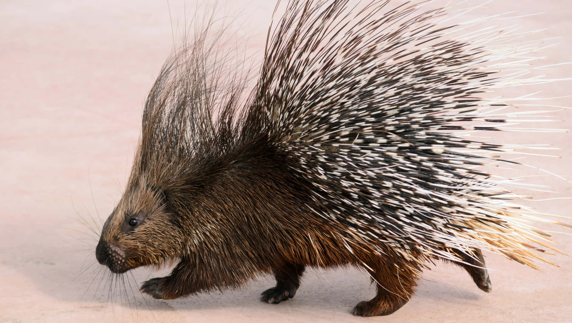 Porcupine On The Road Picture