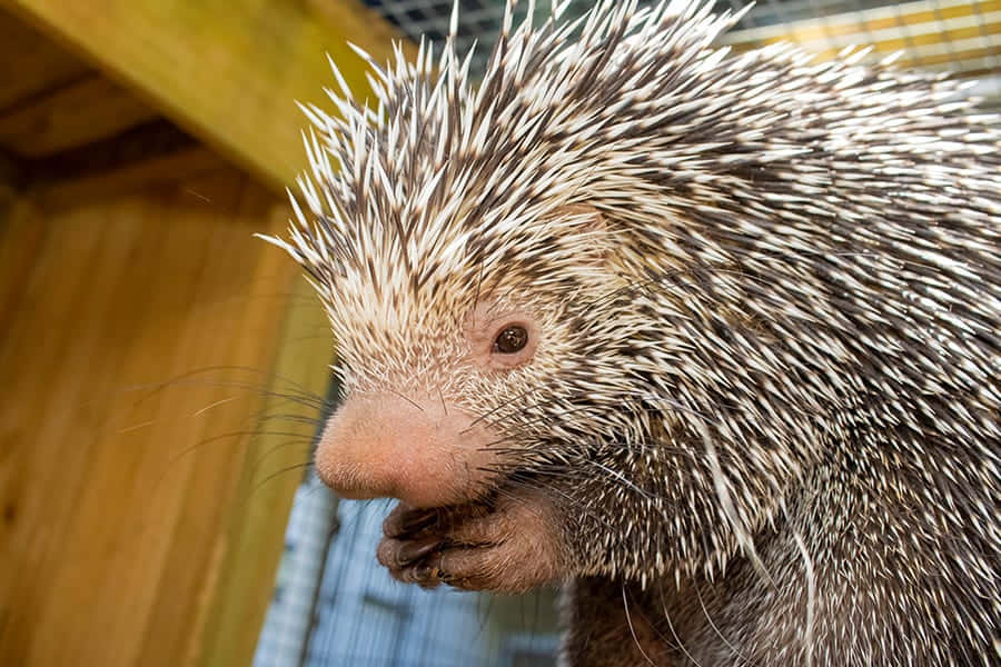 Porcupine In A Cage Picture