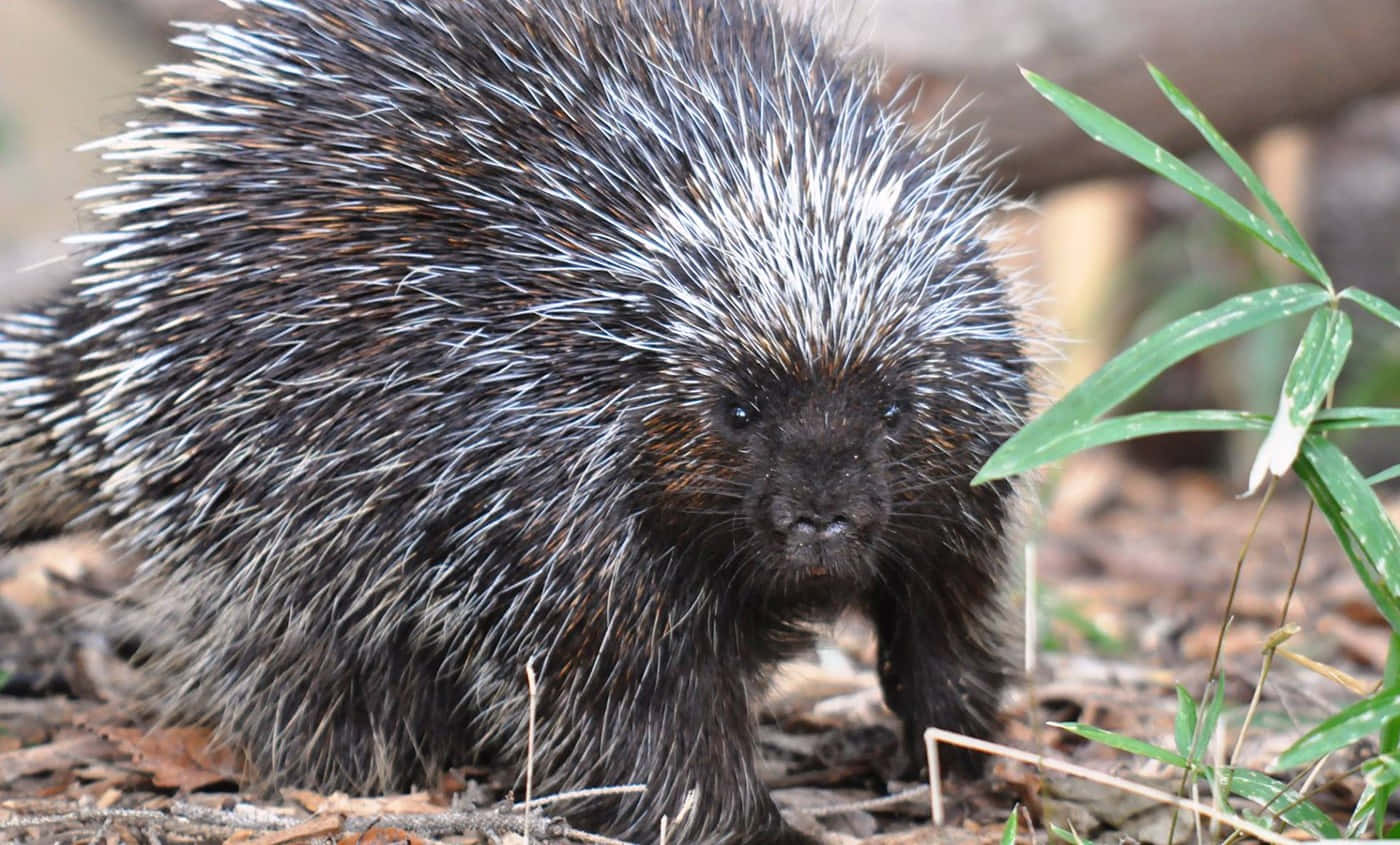 Porcupine Looking Close-up Picture