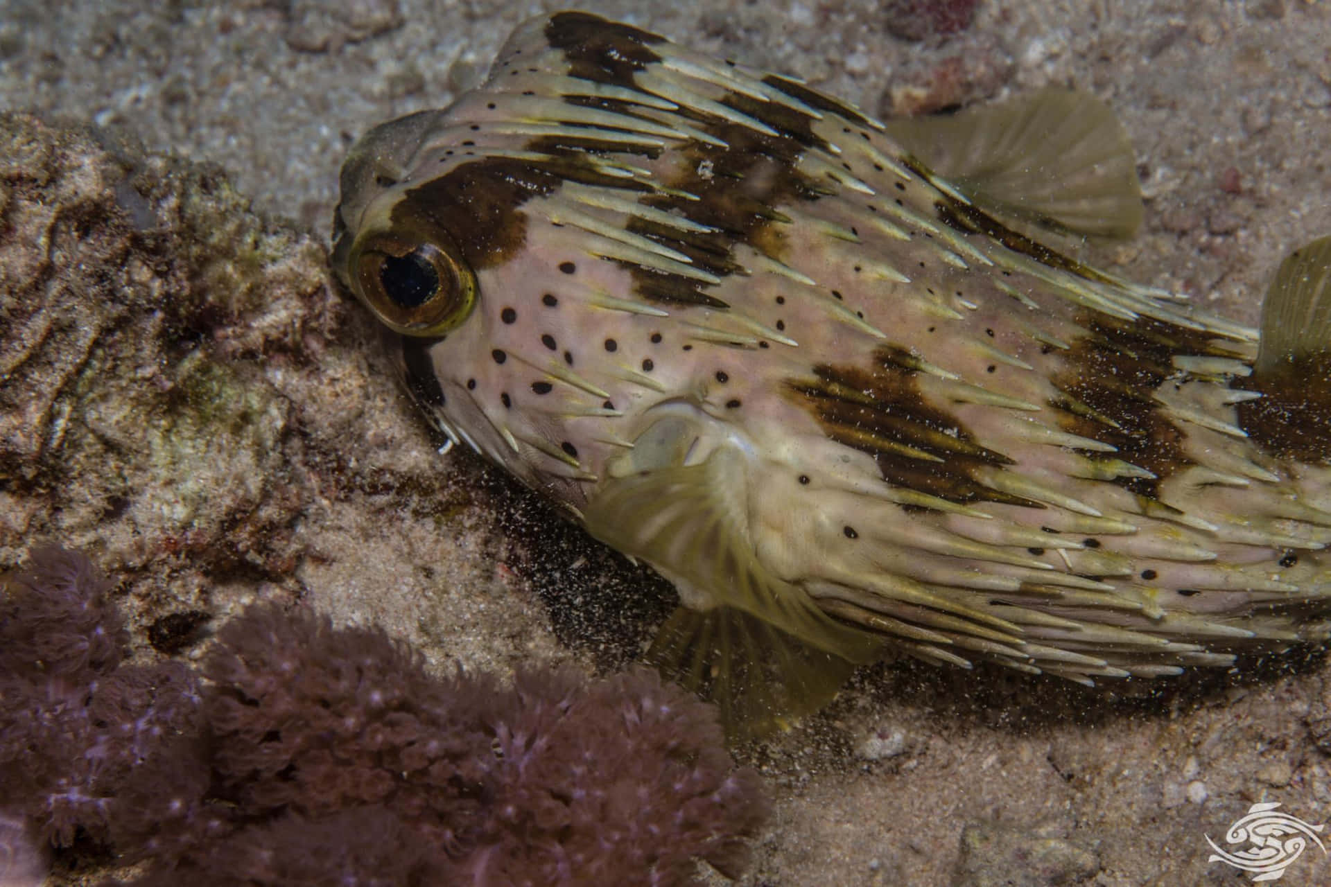 Ikan Porcupine Yang Kamuflase Di Dasar Laut Wallpaper