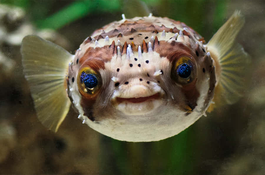 Porcupinefish_ Closeup_ Portrait.jpg Wallpaper