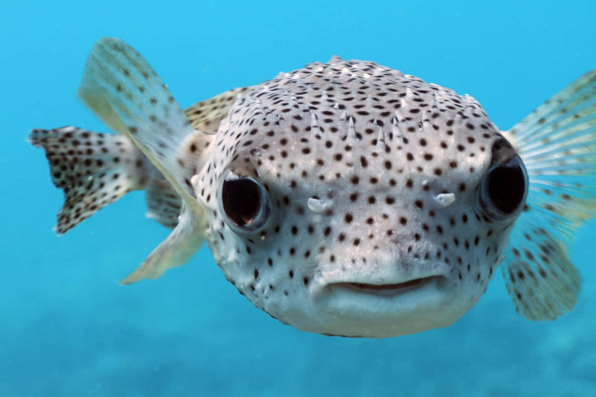 Porcupinefish_ Closeup_ Underwater.jpg Wallpaper