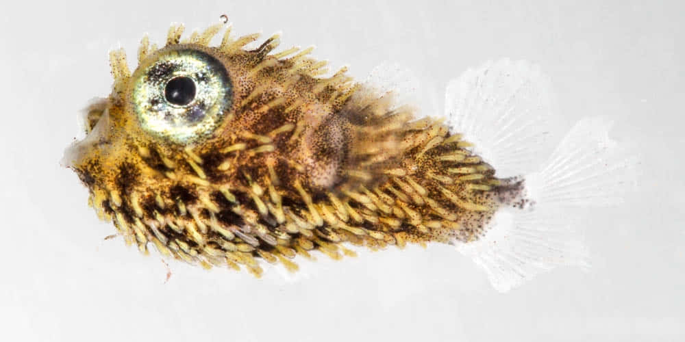 Porcupinefish_ Closeup_ View Wallpaper