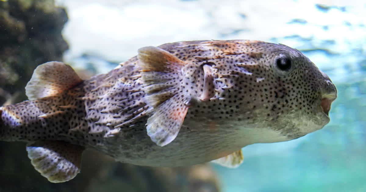 Porcupinefish Swimming Underwater.jpg Wallpaper