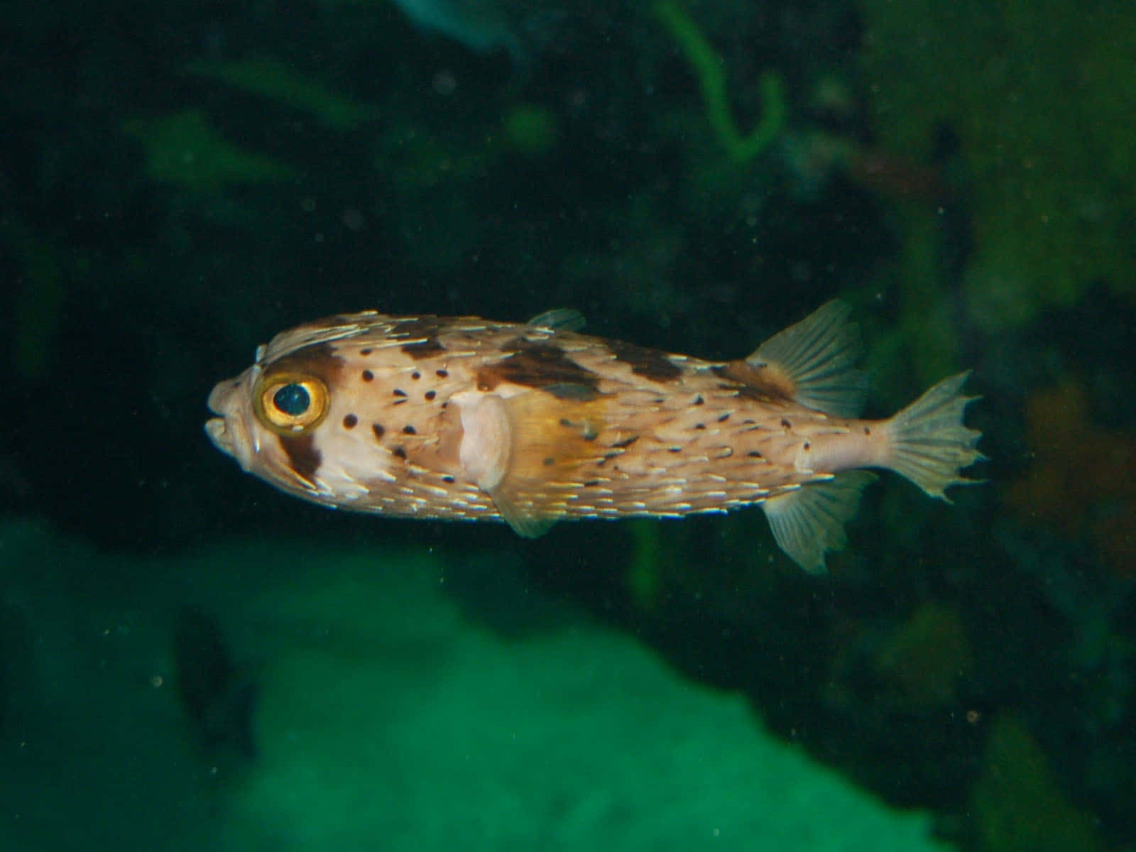 Porcupinefish Swimming Underwater.jpg Wallpaper