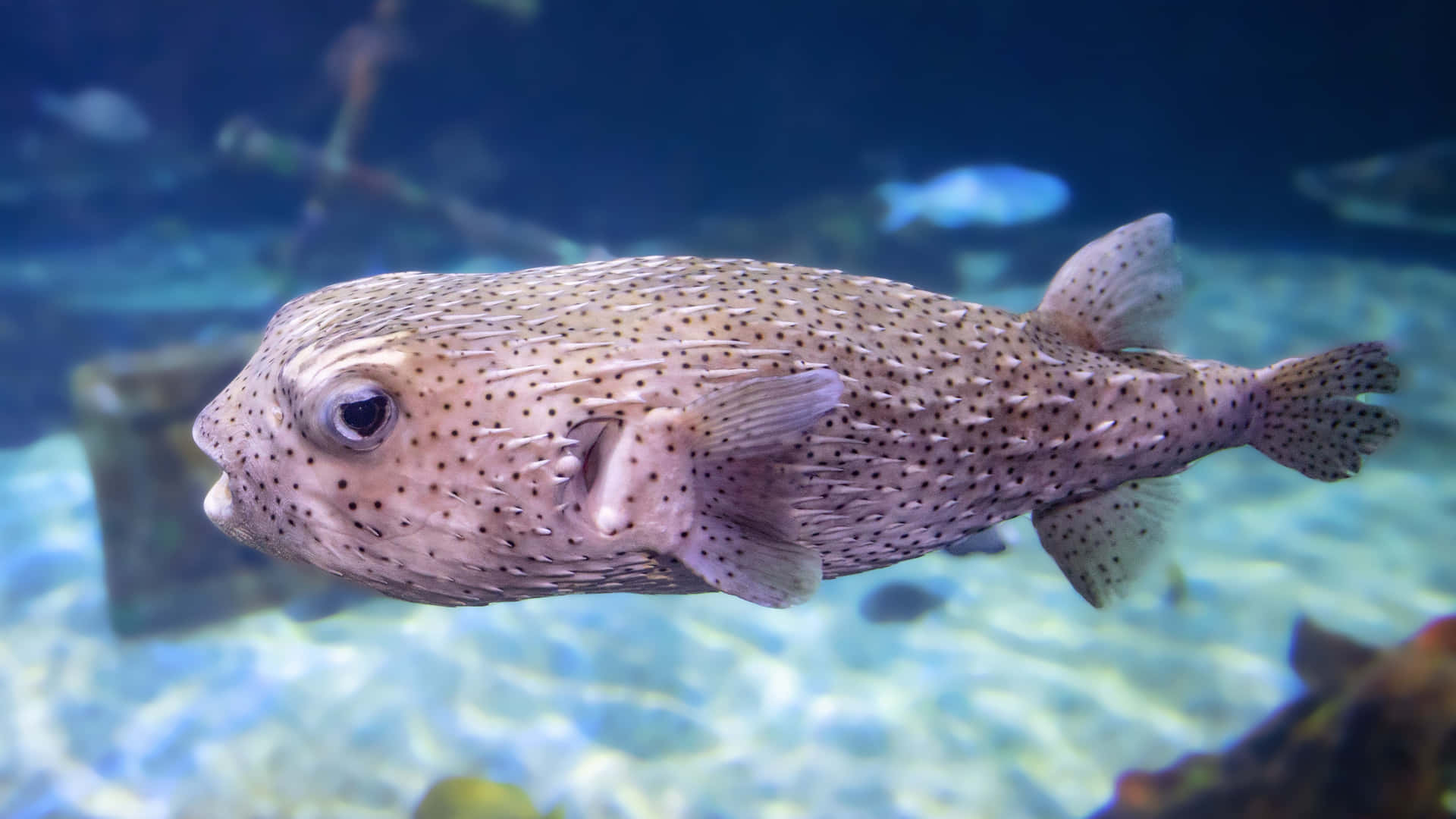 Porcupinefish Swimming Underwater Wallpaper