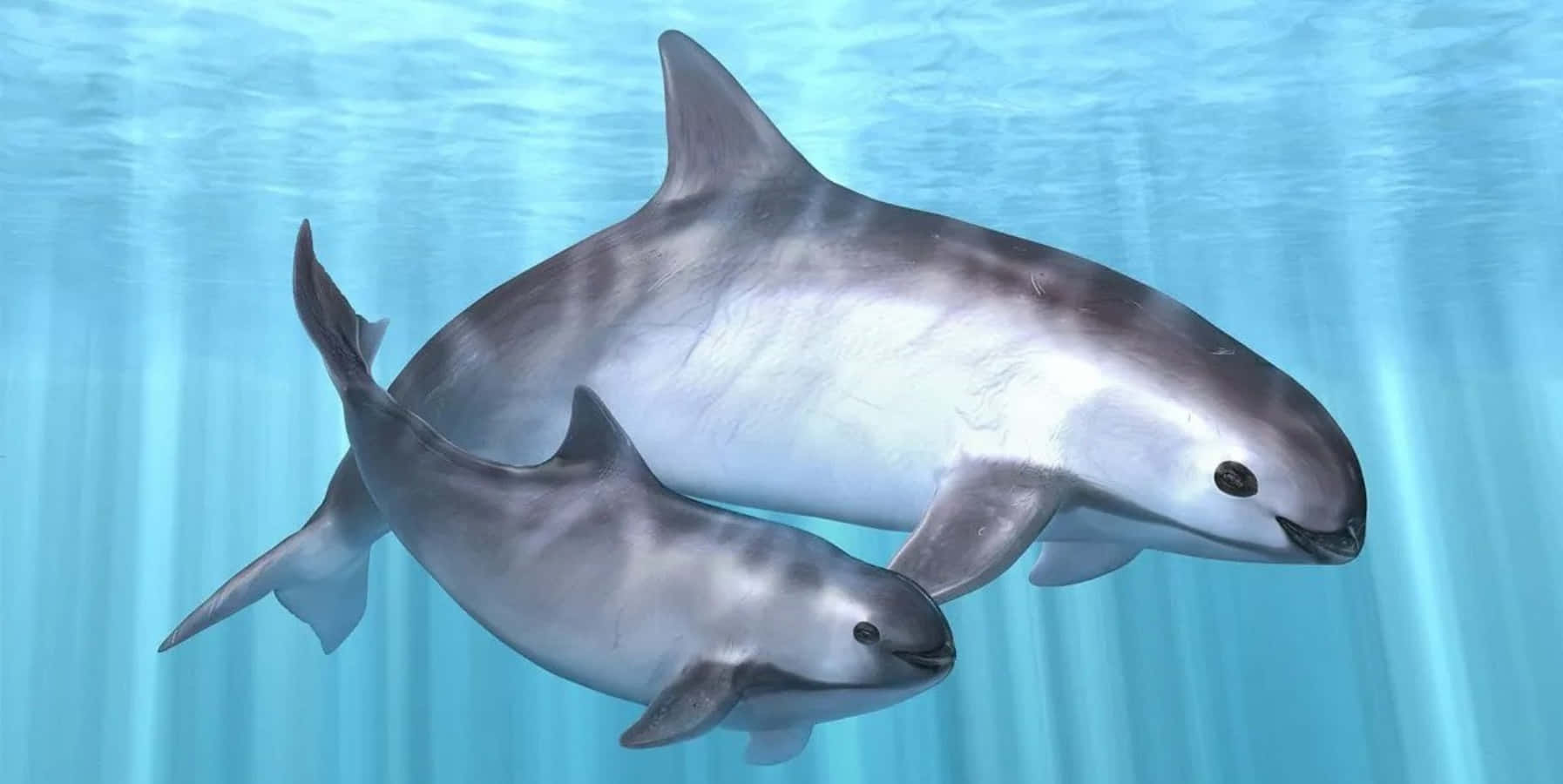 Porpoise Motherand Calf Swimming Wallpaper