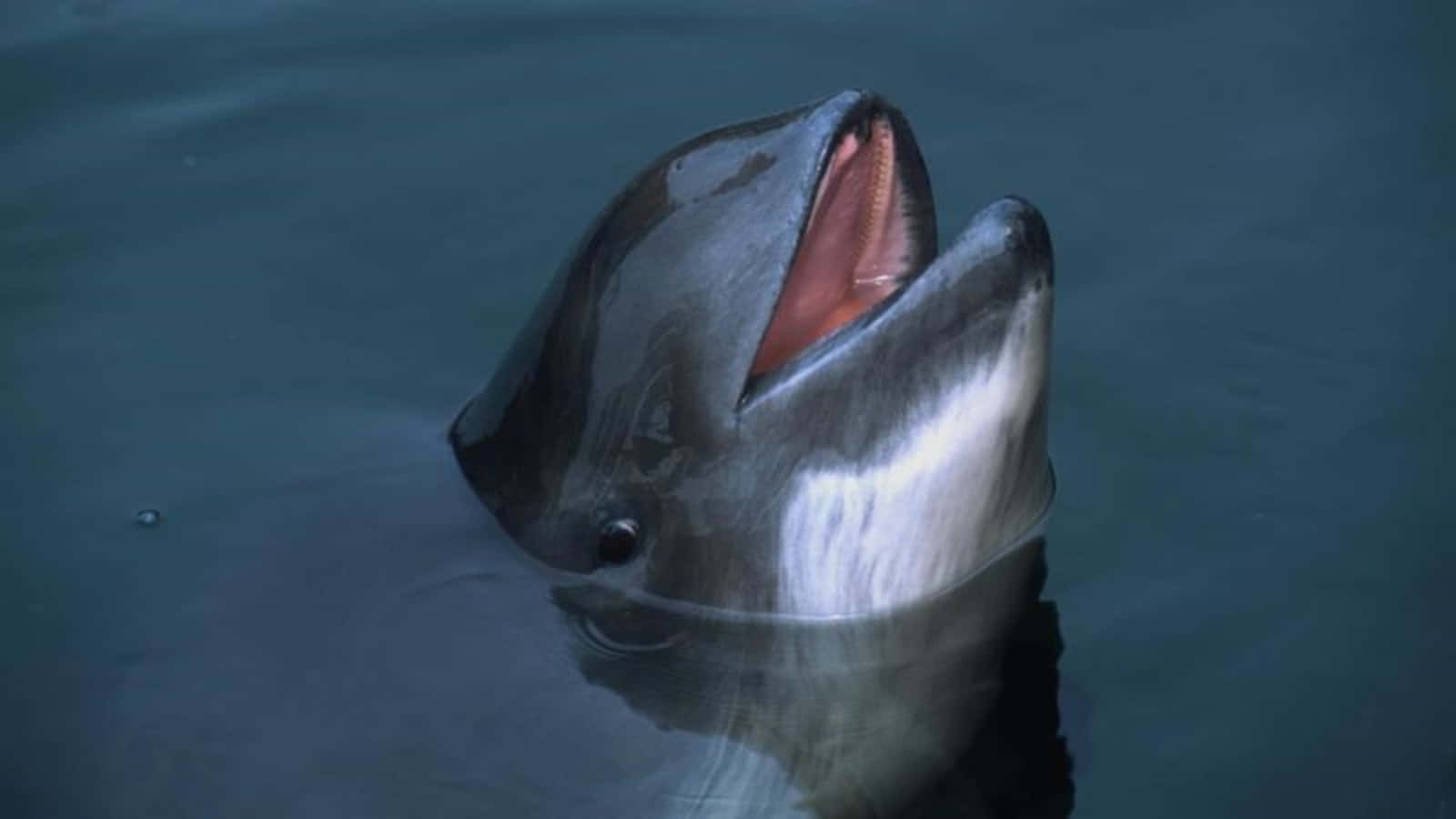 Porpoise Surfacingfor Air Wallpaper