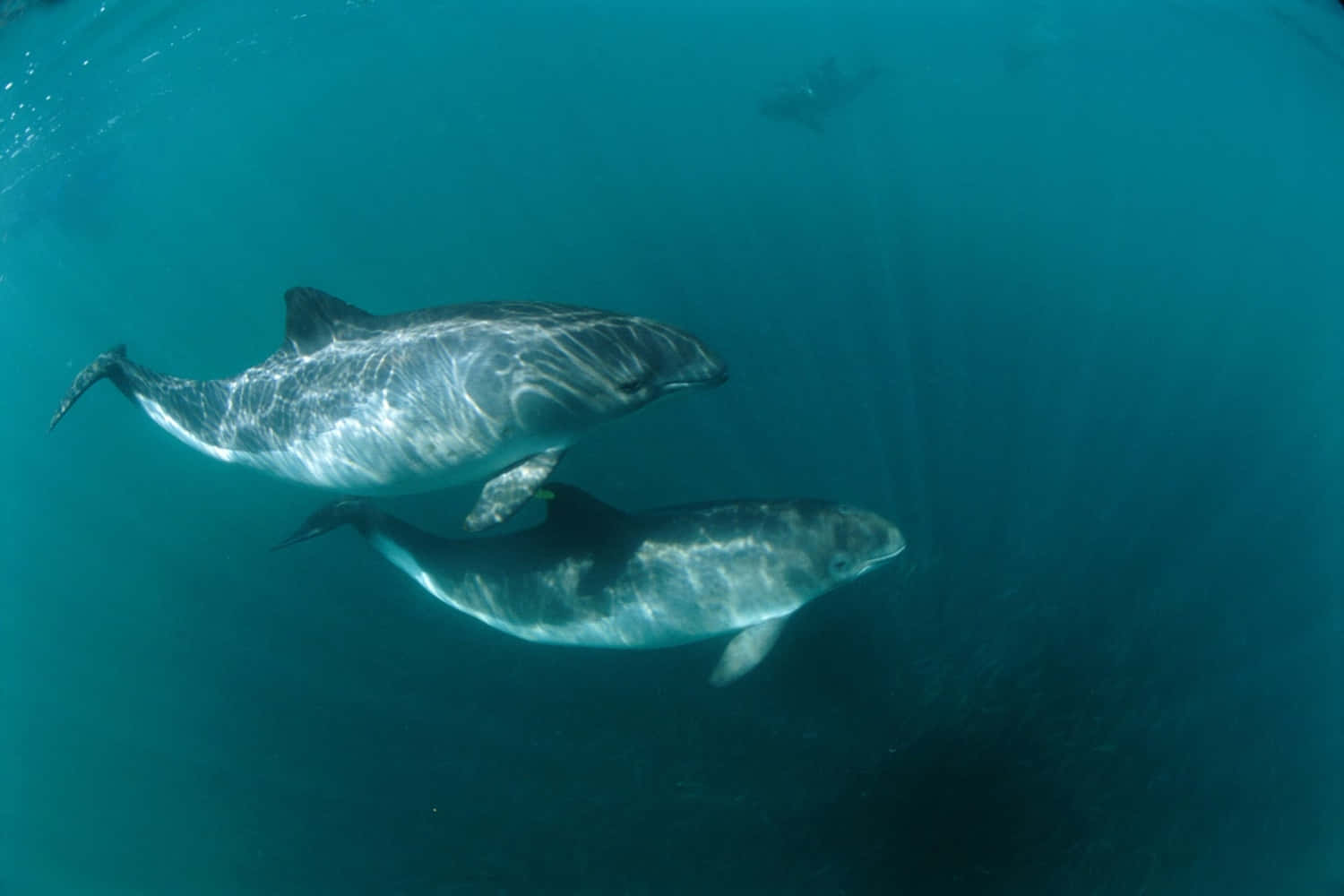 Porpoise Swimming In The Deep Blue Ocean Wallpaper