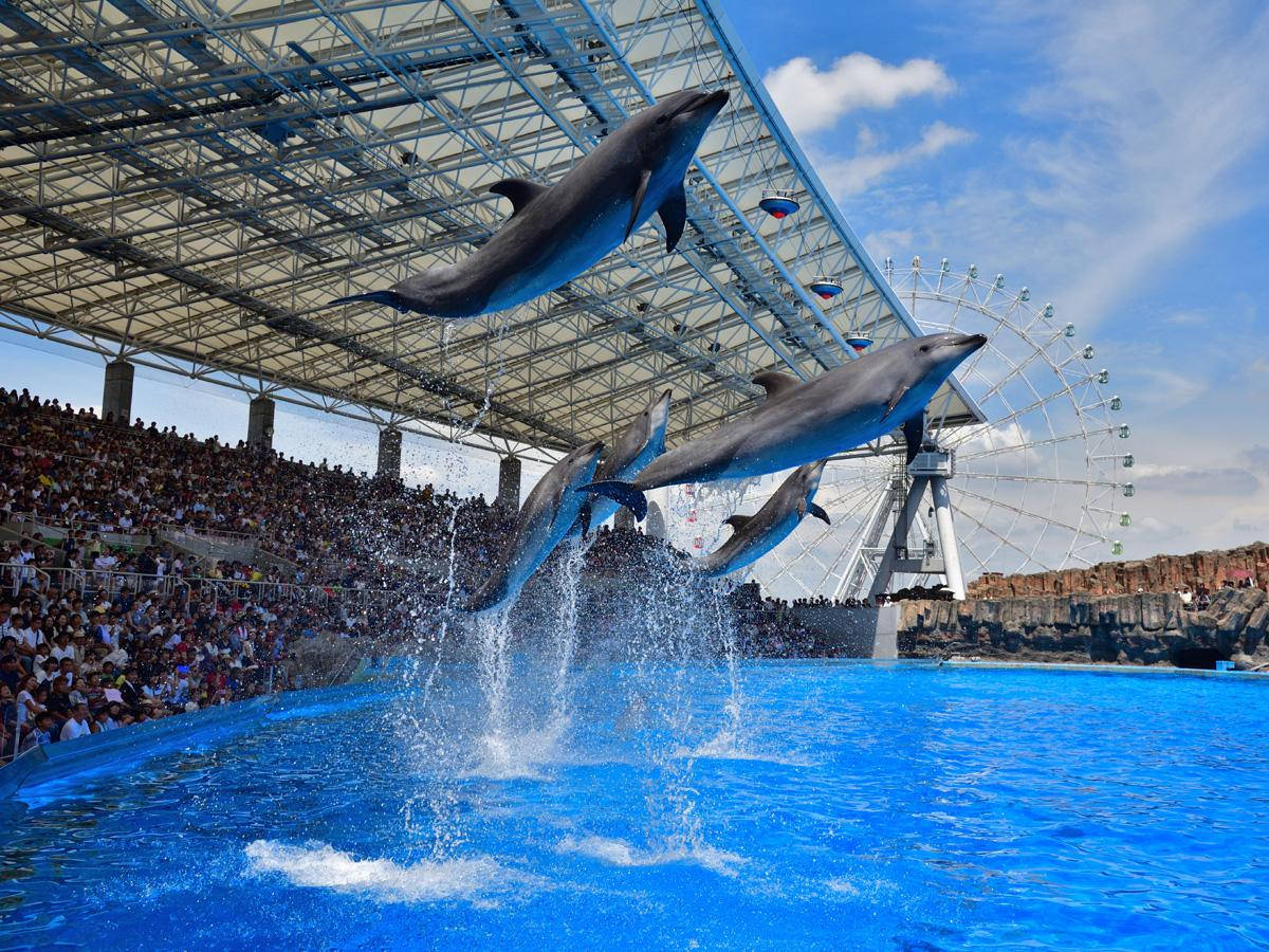 Espectáculode Delfines En El Puerto De Nagoya Fondo de pantalla