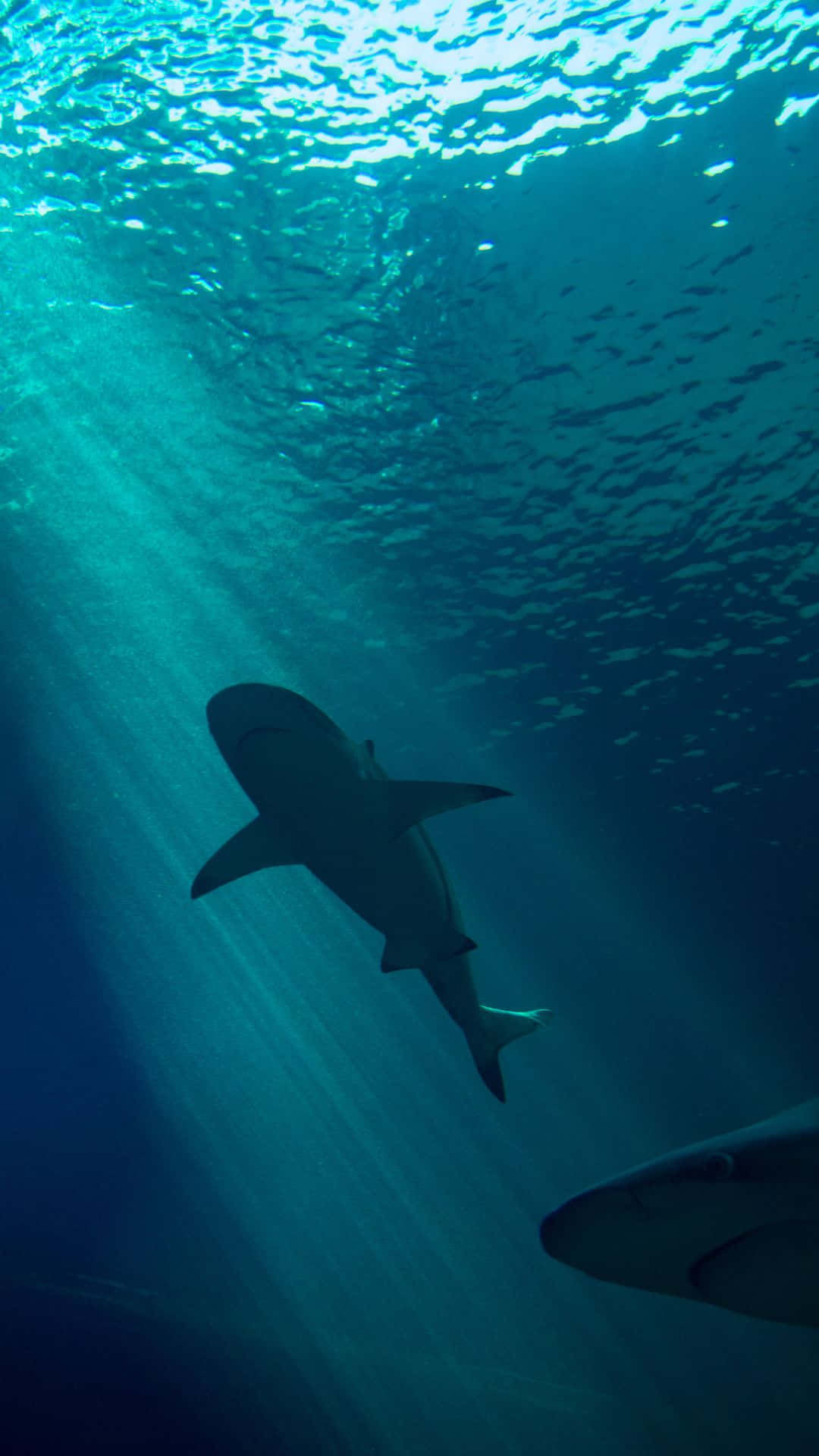 Retratode Oceano Verde Azulado Com Tubarão Preto Em Segundo Plano. Papel de Parede