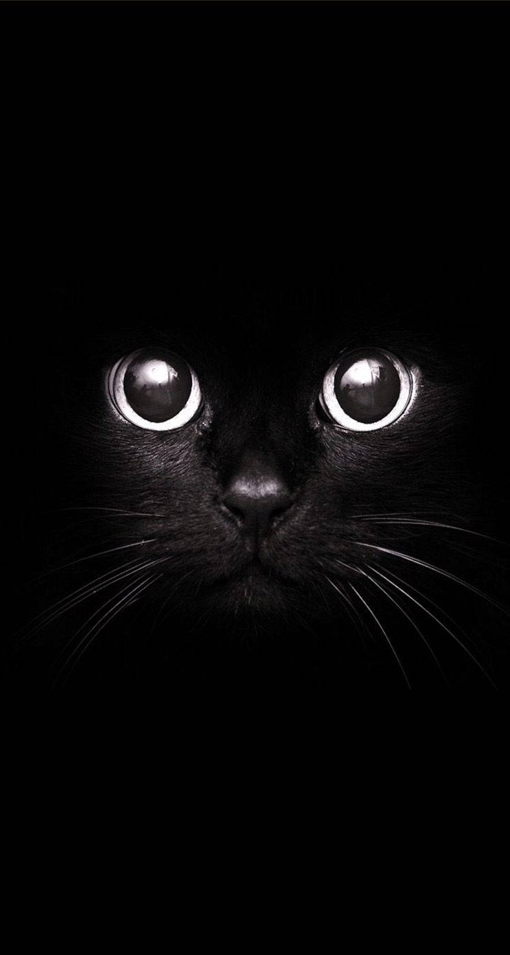 Portrait Cat Cute Black And White Wallpaper