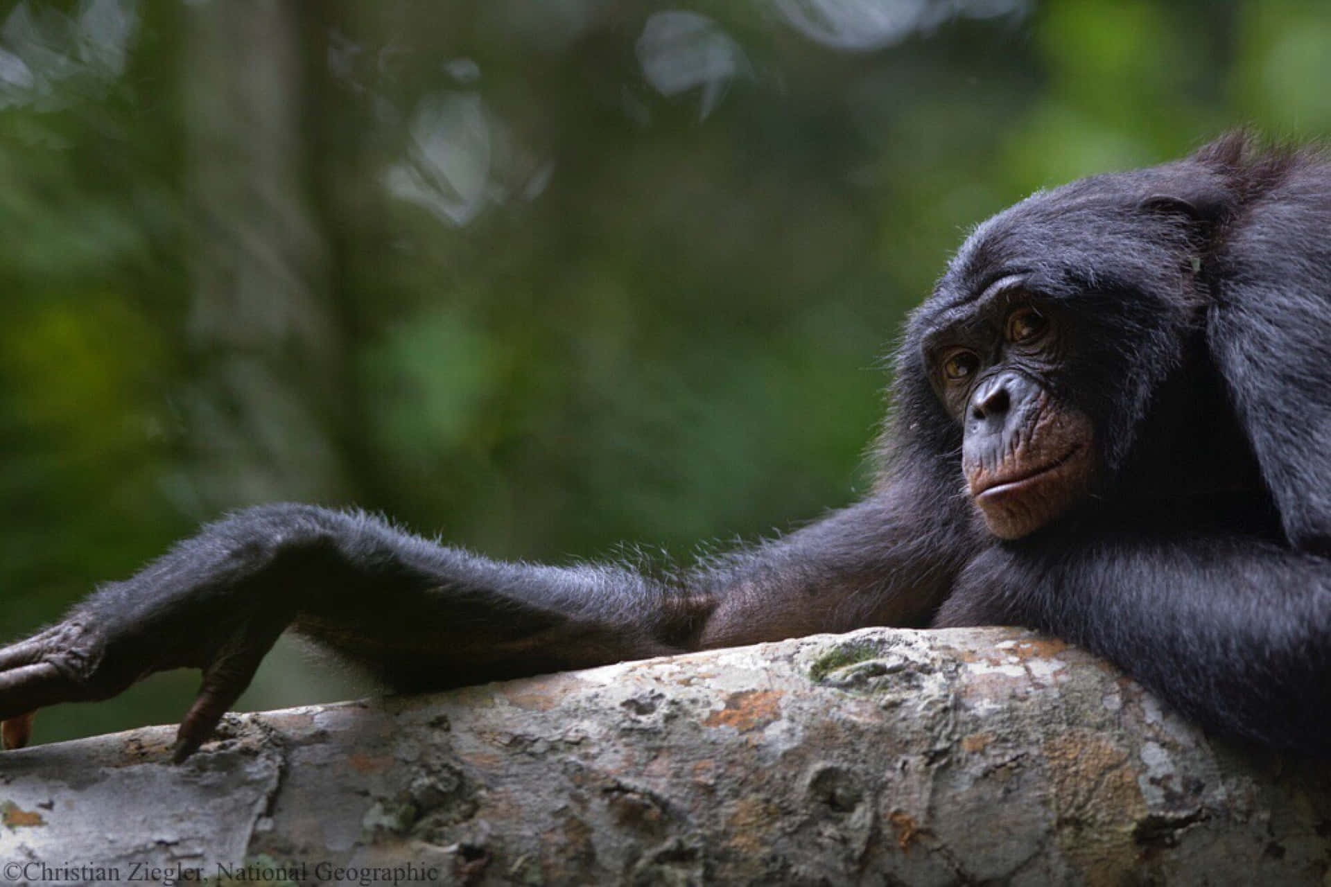 Portrait Of A Bonobo Monkey In A Natural Environment Wallpaper