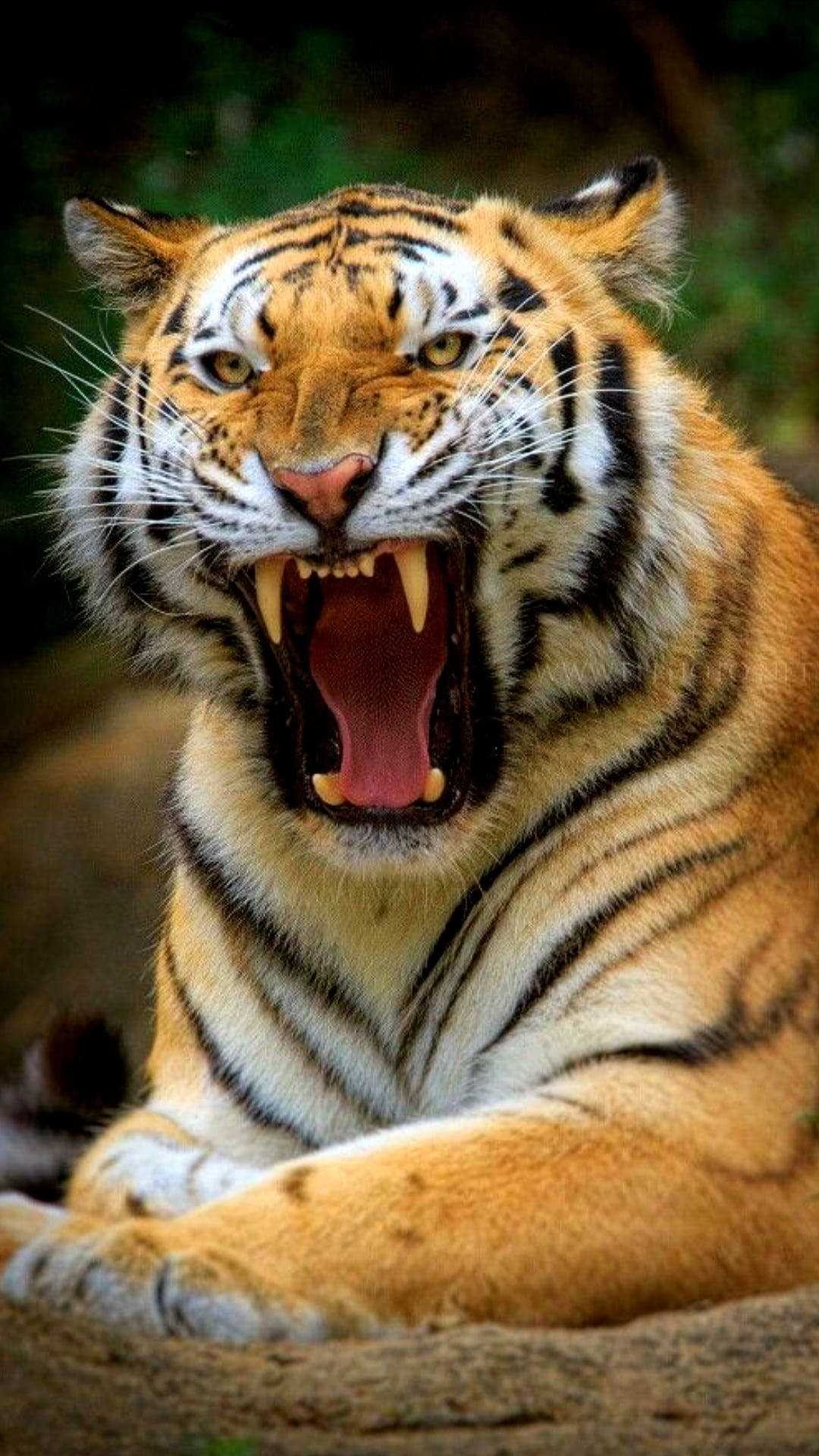 Portrait Of Big Angry Tiger Wallpaper