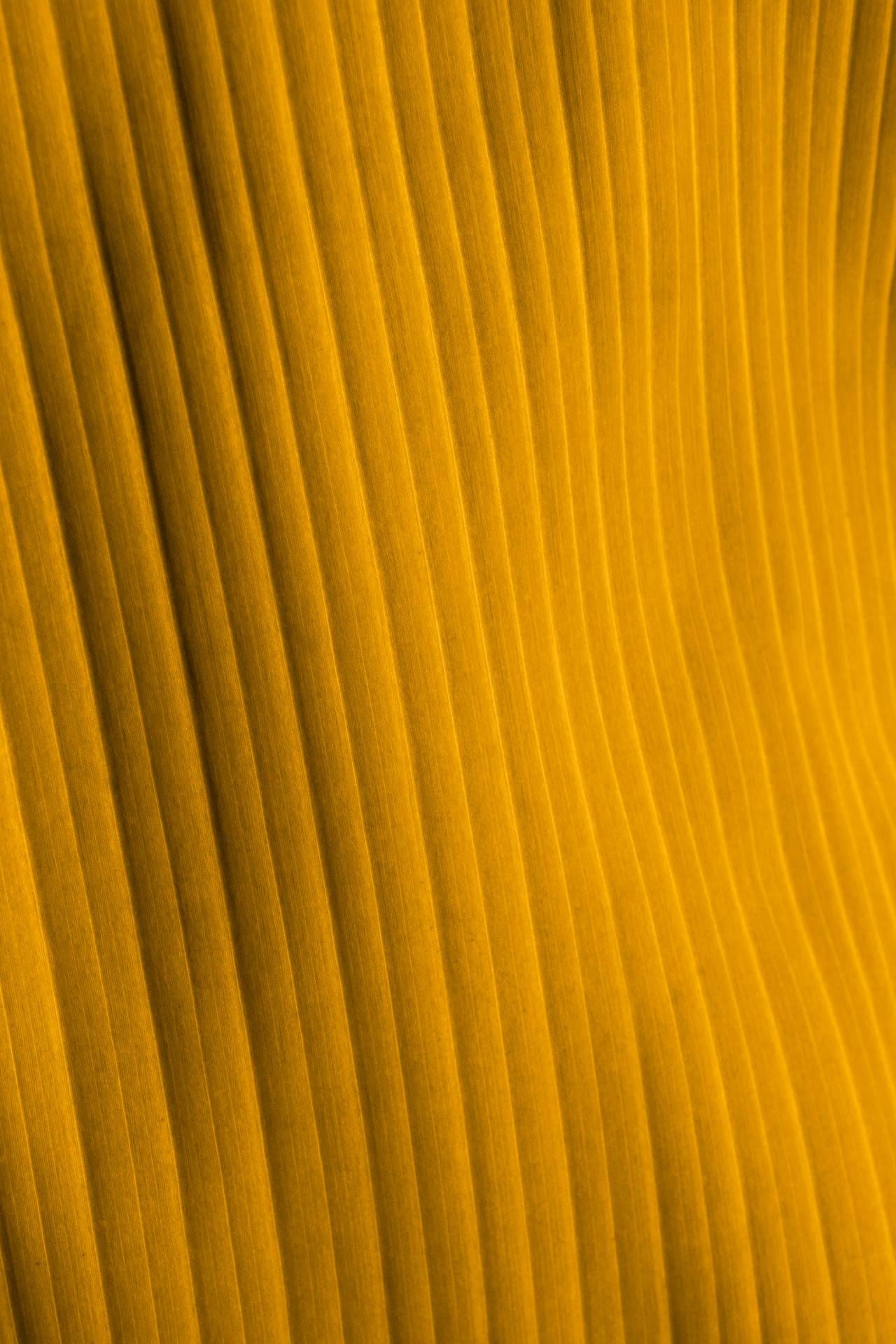 Portrait Of Wavy Yellow Texture Wallpaper